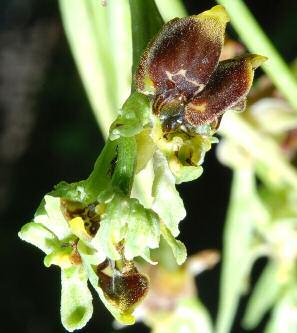 Ophrys scolopax subsp.