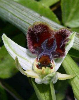 Ophrys sphegodes subsp.