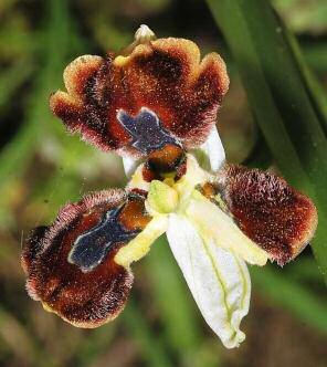 Ophrys sphegodes subsp.