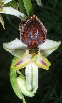 Ophrys exaltata subsp.