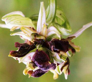 Ophrys exaltata subsp.