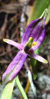 Ophrys panattensis Scrugli, Cogoni e