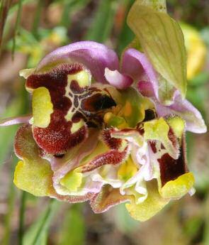 Ophrys holosericea subsp. annae (Dev.