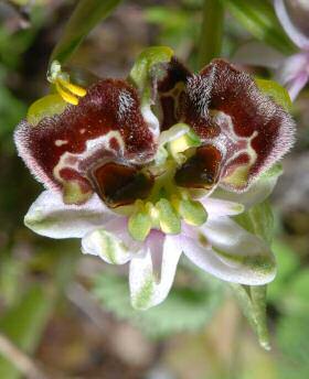 Ophrys holosericea subsp. annae (Dev.