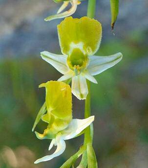 Ophrys holosericea subsp.