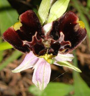 destra fiore con due labelli uniti