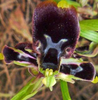 Ophrys holosericea subsp.