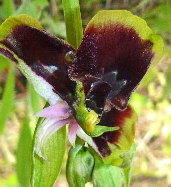 Ophrys holosericea subsp.