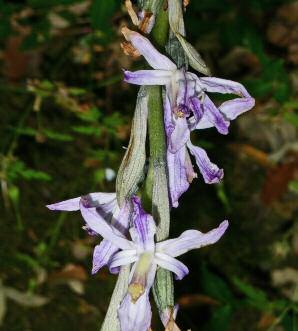 Epipactis microphylla