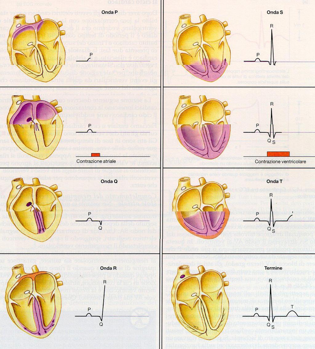 L ECG L ECG mostra la somma dei potenziali elettrici di tutte le cellule cardiache in ogni istante.