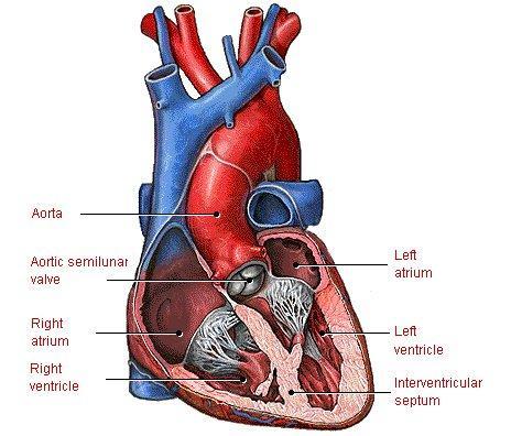 Cuore: cavità Il cuore è costituito da quattro cavità: - 2 ATRI, con parete piuttosto sottile, che ricevono il sangue proveniente dalle vene e lo passano ai ventricoli; - 2 VENTRICOLI, che pompano il