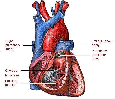 Cuore: valvole Il flusso a senso unico del sangue è garantito dalle valvole cardiache: due sono poste tra atri e