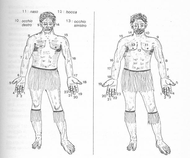 Il contare Il contare Parti del corpo per contare: le dita delle mani, delle mani e dei piedi, altre parti del corpo Procedimento numerico corporale usato da alcune popolazioni delle isole dello