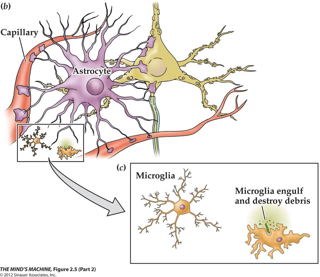 Cellule