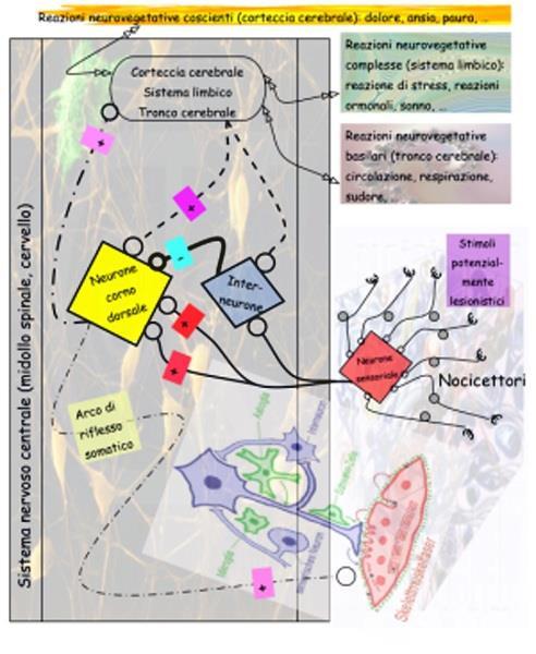 La regolazione spinale di un segnale algogeno è complessa: un segnale riflesso torna immediatamente agli organi prossimi alla fonte del segnale algogeno (ghiandole, muscoli vasali, viscerali e