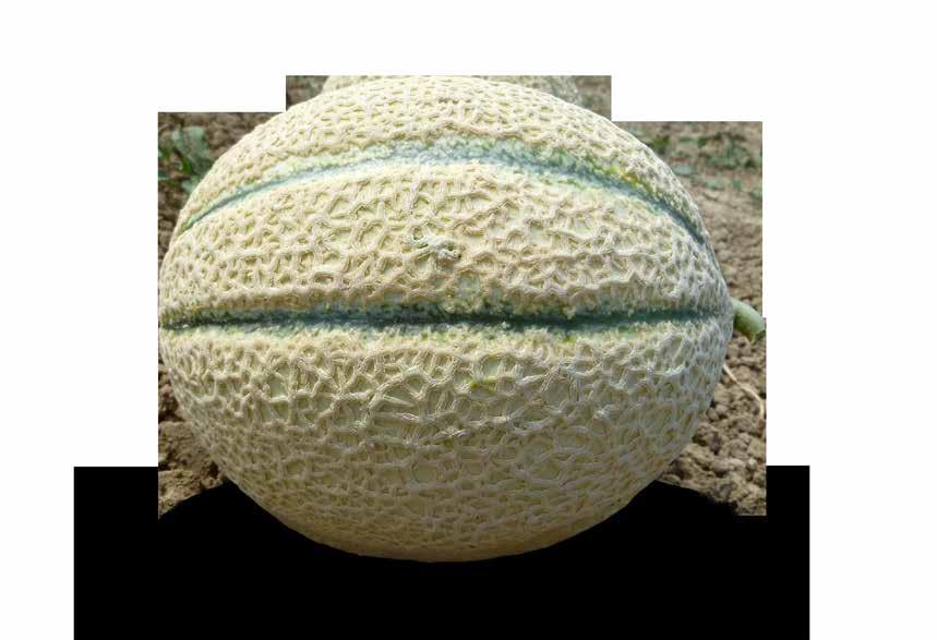 MELONE RETATO CON FETTA GONZALES Precocissimo e di qualità Pianta: di vigore medio elevato, con fogliame di colore verde molto scuro.