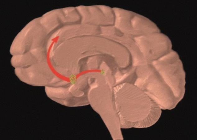 VTA E NUCLEO ACCUMBENS: COSA ACCADE NEL CIRCUITO DEL REWARD FIGURA A DX: Sinapsi nel Nucleus Accumbens.