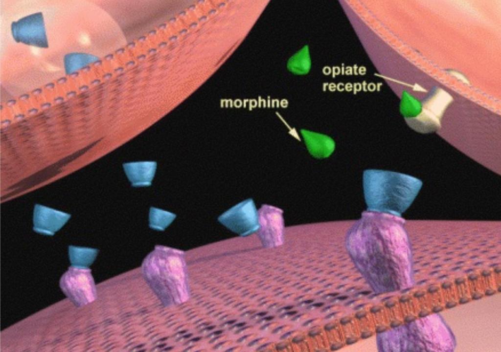 Dopamina (IN BASSO, RECETTORI IN ROSA). Gli Oppioidi si legano ai recettori (IN ORO) del Neurone che contiene GABA, inibendo il rilascio del GABA.