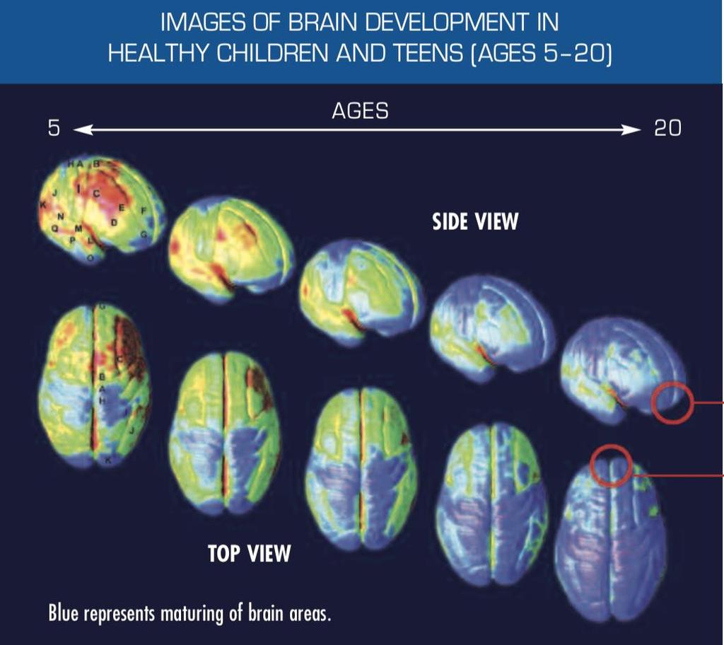 (CERVELLO VISTO DALL ALTO) L Addiction inizia spesso in Adolescenza: Perché? In adolescenza la Corteccia Prefrontale è ancora in corso di maturazione.