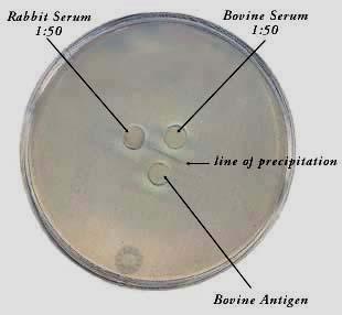 Antigene solubile in soluzione (es.