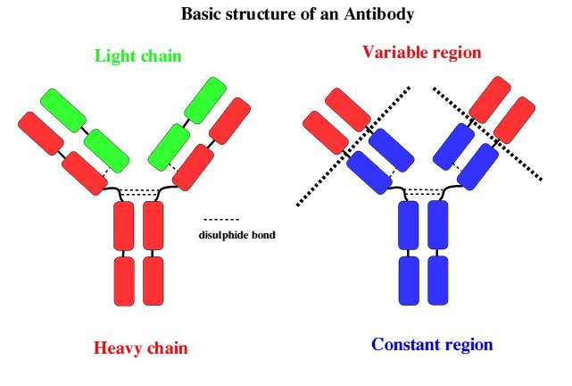 Anticorpi Glicoproteine prodotte dalle cellule del sistema