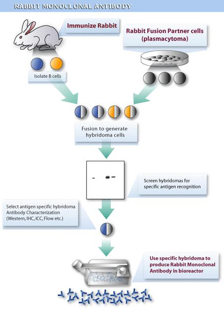 Vantaggi degli Anticorpi Monoclonali di Coniglio: 1)Affinità superiori 2)Maggior sensibilità 3)Elevata specificità 4)Migliore risposta agli antigeni meno immunogenici