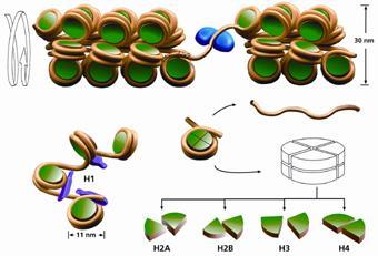 In alto: avvolgimento dei nucleosomi nella fibra