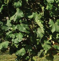 VITIGNO - Varietà a bacca bianca ottenuta dall incrocio tra Sauvignon e - Caratteri ampelografici: Germoglio ad apice completamente aperto, leggermente tomentoso e di colore verde.