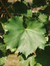 Attitudini colturali: vitigno di elevata vigoria con portamento della vegetazione semieretto o ricadente. Necessita di interventi di potatura verde per alleggerire la massa vegetativa.