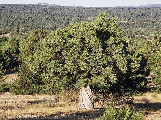 CAUSE ECOLOGICHE (RECENTI) DELLA FRAMMENTAZIONE La presenza di una naturale discontinuità