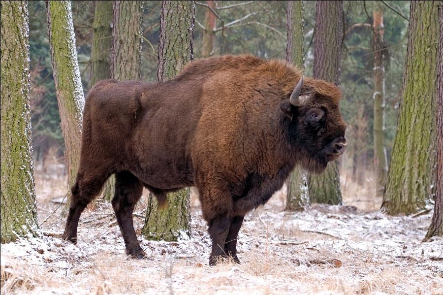 La Foresta di Bielowietza (Polonia e Bielorussia) ha 800 esemplari selvatici provenienti dal gruppo "puro" di pianura. In Caucaso occidentale è presente in alcune riserve forestali e nella R.N.