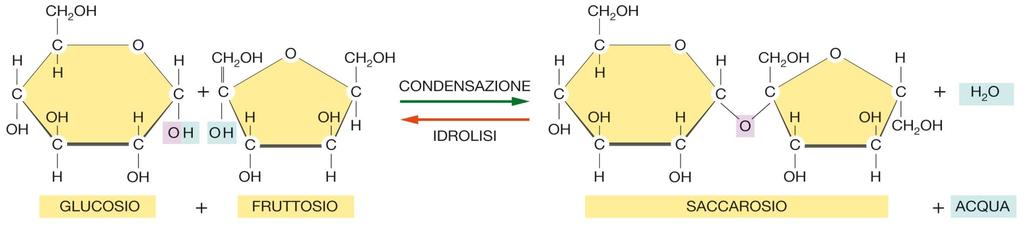 I disaccaridi sono formati dall unione di due molecole di monosaccaridi Il saccarosio è un disaccaride formato da una molecola di glucosio e una di fruttosio, tramite un legame glucosidico.