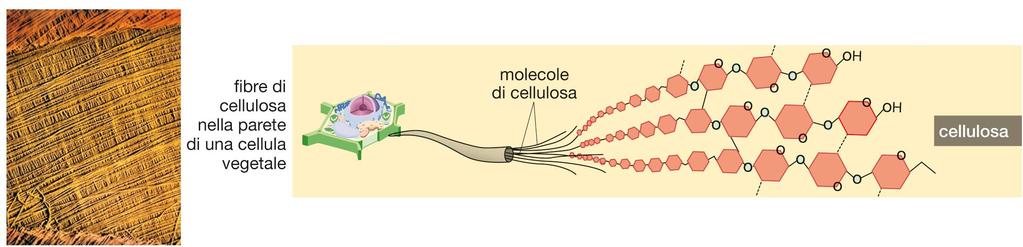 Le molecole biologiche: i carboidrati I polisaccaridi: