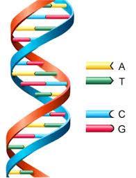 ACIDI NUCLEICI DNA: