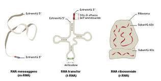 RNA: ribosio, A,G,C,U.