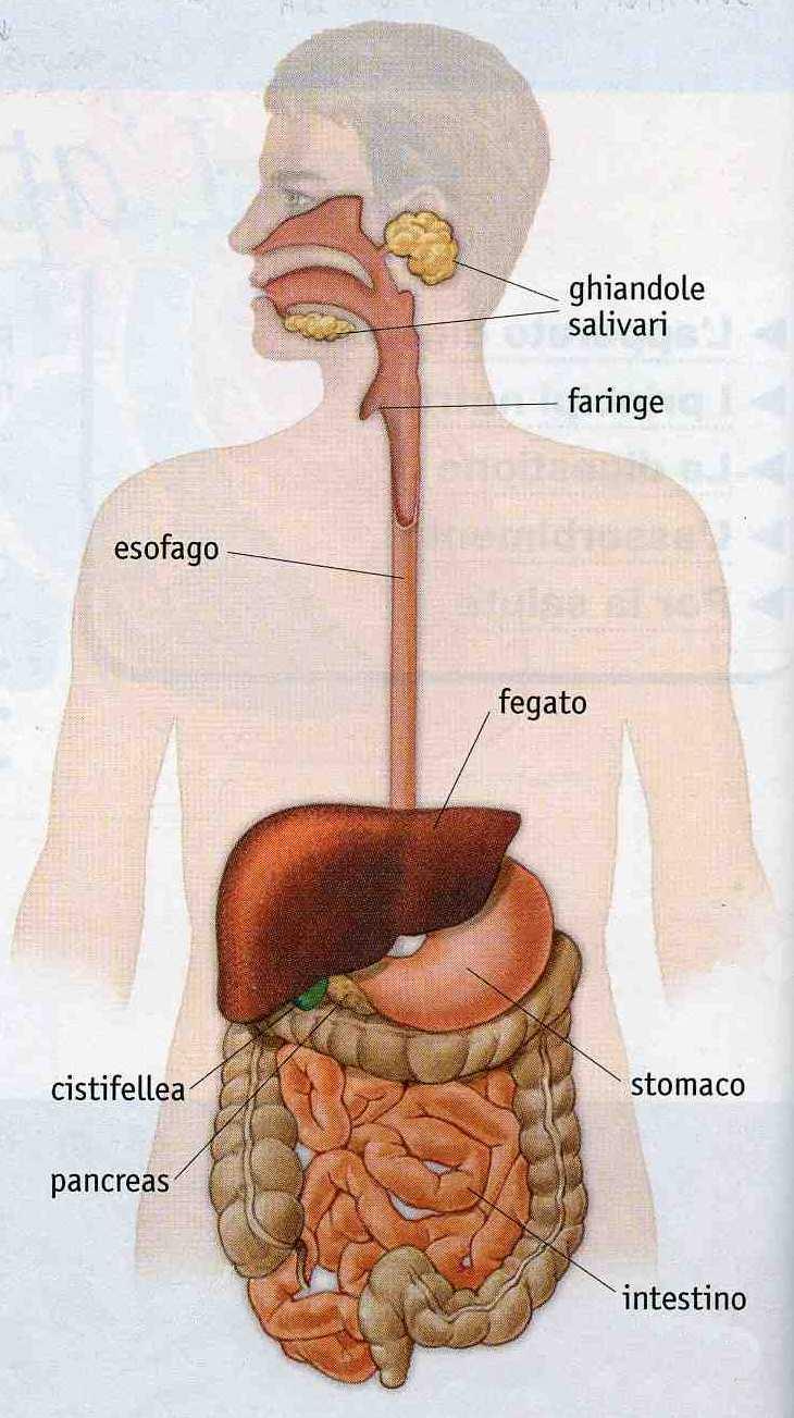 Questi tre apparati permettono infatti a ossigeno e sostanze nutritive di arrivare al sangue ed essere trasportate alle cellule del nostro corpo.