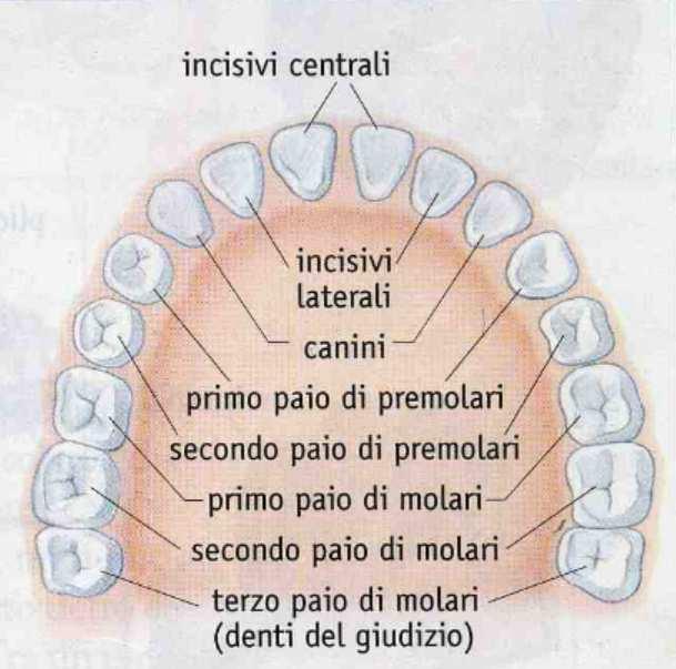 Gli incisivi, situati anteriormente, hanno radice unica e corona a forma di scalpello; la loro funzione è di tagliare il cibo.