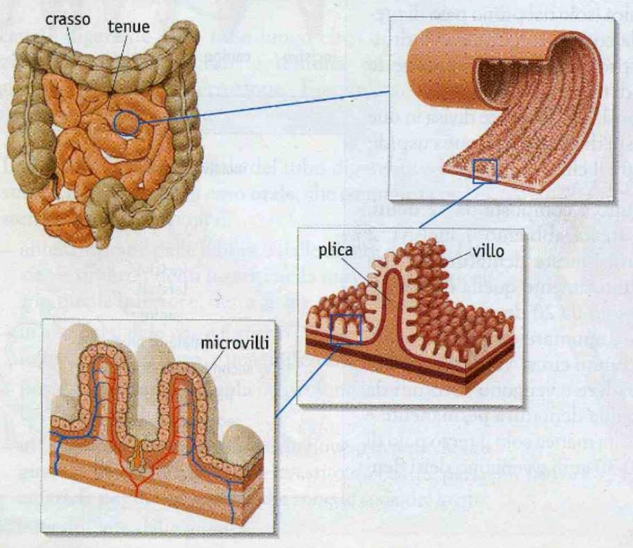 Attraverso un'altra valvola, il piloro, lo stomaco comunica con l'intestino, un lungo tubo aggrovigliato situato nella parte centrale dell'addome.
