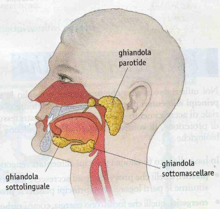 Sono ghiandole fornite di condotti che arrivano al cavo orale dove riversano il loro secreto, la saliva.