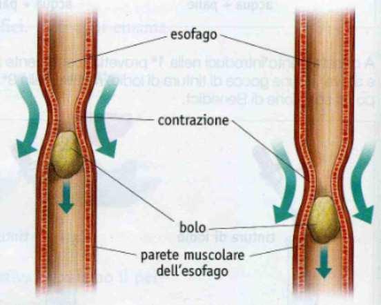 L'atto di deglutire o inghiottire è l'ultima azione volontaria che compiamo, da questo momento il cibo prosegue il suo percorso grazie ai movimenti dei muscoli