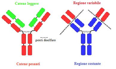 La struttura delle cinque classi di immunoglobuline descritte è illustrata nella seguente immagine: Figura 3.1: Struttura relativa alle 5 classi di immunoglobuline: IgG, IgE, IgD, IgM, IgA.