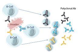 La seguente immagine offre un illustrazione schematica del processo di produzione degli anticorpi policlonali: Figura 3.6: Produzione di anticorpi policlonali [76].