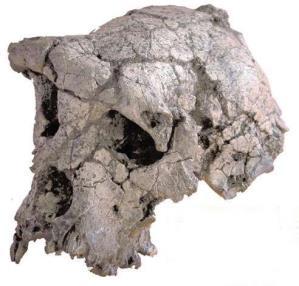 Altri numerosi ritrovamenti hanno fatto ritenere che fossero esistite almeno tre specie diverse di Proconsul, datate dai 20 ai 15 milioni di anni fa.