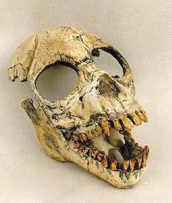 un ominide e che venne battezzato Ramapithecus. Questi divenne quindi l'antenato comune a tutti gli ominidi successivi, precursore degli Australopiteci, nostri diretti progenitori.