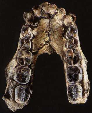 AUSTRALOPITHECUS ANAMENSIS Australopithecus anamensis, il cui nome in dialetto keniano significa "lago", è una specie vissuta tra i 4,2 ed i 3,9 milioni di anni fa che viveva lungo corsi fluviali