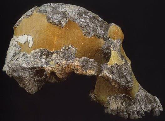 Non sorprendentemente, ci sono parecchi punti di somiglianza fra l afarensis ed i crani dello scimpanzé: faccia larga con una fronte bassa, naso piatto, mascella superiore sporgente e una mandibola