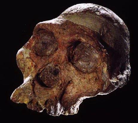 AUSTRALOPITHECUS AFRICANUS Circa 3 milioni di anni fa, dall Australopithecus afarensis sorsero due linee evolutive distinte: una condurrà ai primi esseri definiti Homo e l'altra agli