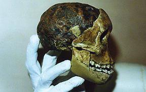 Il relativo posto è ancora poco chiaro, ma Australopithecus africanus è una specie molto importante sia per l'emersione della linea umana, sia per la qualità e quantità di resti