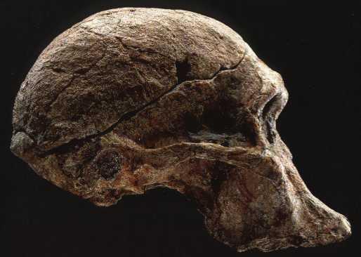 Un africanus maschio misurava circa 1,4 m con 41 Kg di peso, le femmine erano di circa 1,1 m e di 30 Kg, il volume cranico variava da 420cc a 500cc: piuttosto più grande, ma ancora