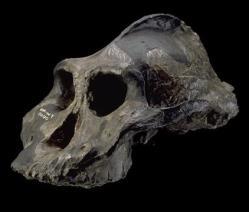 GLI AUSTRALOPITECI ROBUSTI AUSTRALOPITHECUS BOISEI Australopithecus boisei (in passato chiamato Zinjanthropus boisei ), è vissuto tra 2,3 e 1,2 milioni di anni fa.